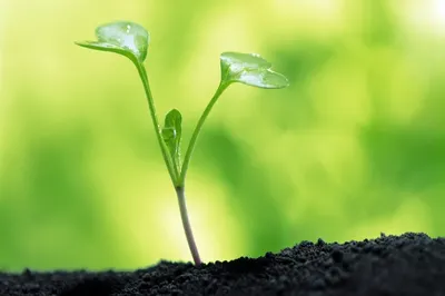 Объявили о запуске первого в мире предприятия по переработке тел людей