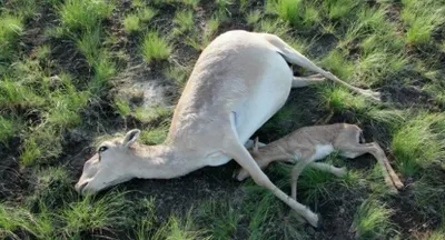 Сайгаки стали контрабандным товаром – Аскар Мырзахметов
