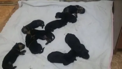 Породистых щенков ротвейлера похитили у заводчиков в Алматы