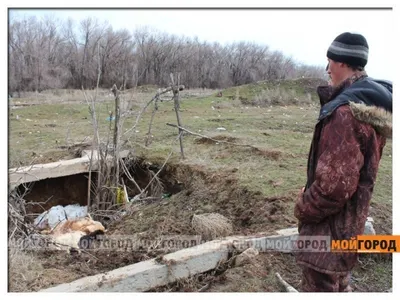 В Кушуме в собак стреляли дротиками. Видео