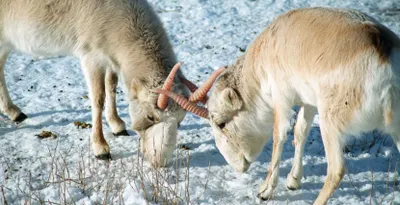 Туши сайгаков обнаружены в Карагандинской области