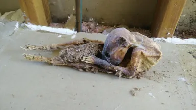 Соцсети шокировало замурованное в стене неизвестное существо