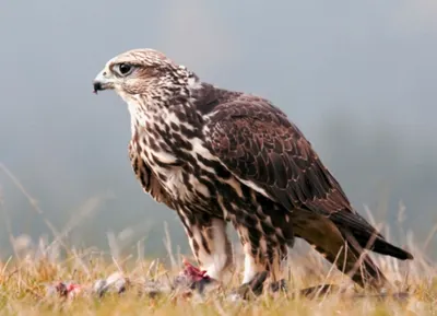 Редкие краснокнижные птицы изъяты у браконьеров в ВКО