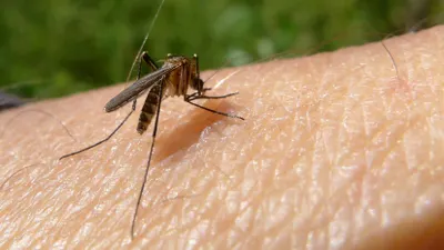 Жандарбек Бекшин объяснил, почему в столице стало много комаров