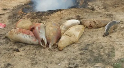 На побережье Каспия нашли 243 тушки мертвых тюленей