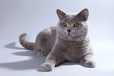 Похитительницу кошек привлекут к ответственности полицейские Акмолинской области