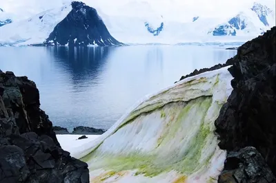 Глобальное потепление озеленило Антарктиду