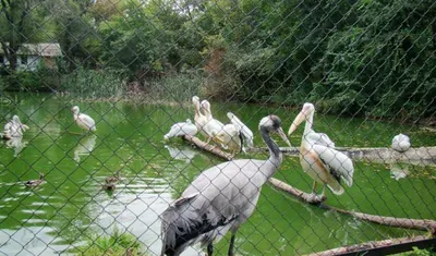 Зоопарк Алматы отметил день рождения