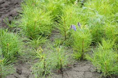 Более 970 гектаров земли переведено в лесной фонд Шымкента