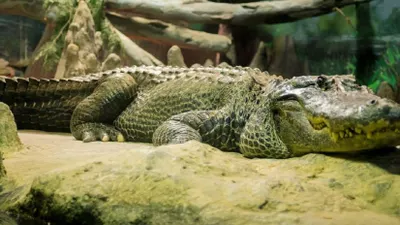 «Аллигатор Гитлера» умер в зоопарке в Москве