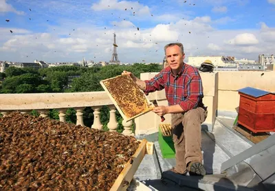 Пчелы собора Парижской богоматери выжили в пожаре