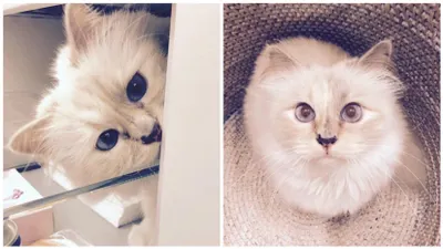 Кто унаследует состояние Карла Лагерфельда?