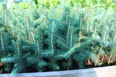 Кражу еловых на 500 миллионов тенге выявили в области Абай