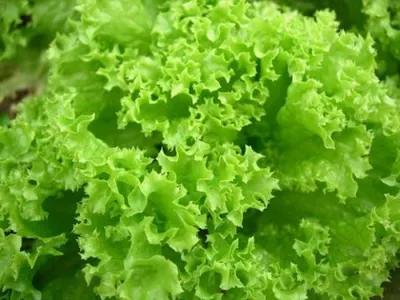 В каких продуктах обитают вредные бактерии — ученые