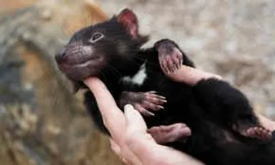 Молоко тасманского дьявола cпособно вылечить людей от стафилококка и грибков