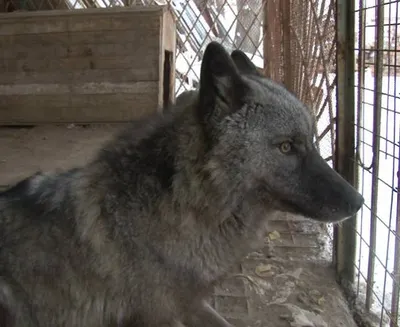 Волк – друг человека (ВИДЕО)