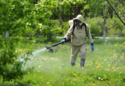 Комаров и клещей будут травить в Астане, а не в Алматы
