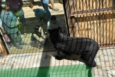 Гималайским мишкам в зоопарке Алматы сделали новый вольер