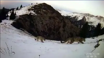 Самку снежных барсов с детенышами засняли в горах близ Алматы