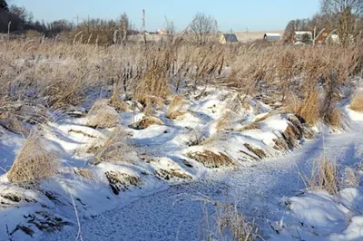 В Казахстане гибнет урожай пшеницы. Минсельхоз ни при чем