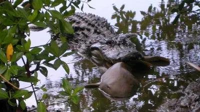 Крокодил-убийца загрыз мужчину на Соломоновых островах