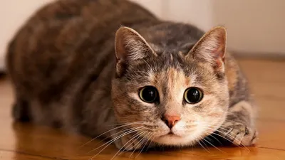 В Италии 1,5 миллиона евро достались коту