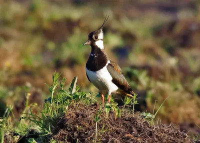 Народные приметы: время наблюдать за птицами