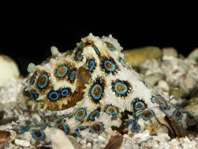 Мужчина чуть не умер из-за подарка дочери