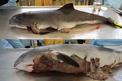 Ученые предупредили об опасности тюленей для дельфинов и людей