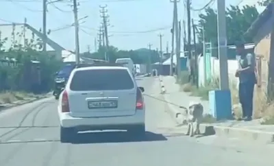 В Шымкенте водитель тащил собаку, привязав к машине