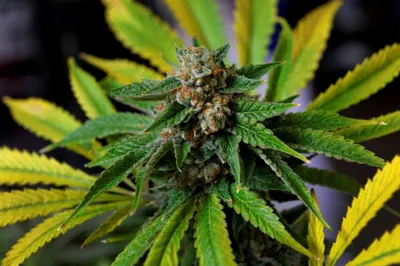 БҚО-да полиция 12 кг-нан астам есірткіге қол салды