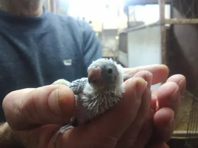 Еноты оказали сопротивление похитителям животных из зооклуба в Костанае