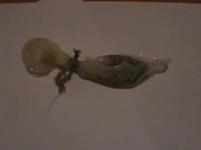 На границе задержан контрабандист с наркотиками в презервативе