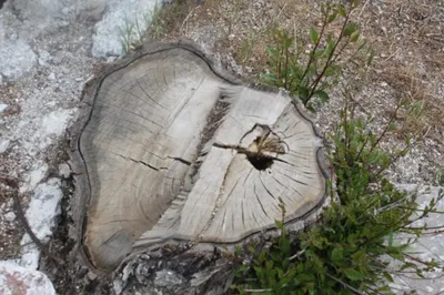 В парковой зоне Тараза незаконно ведется застройка