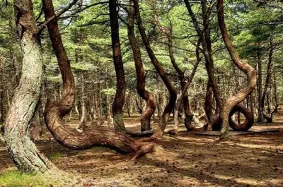 Недалеко от Астаны нашли аномальную зону