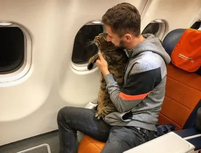«Аэрофлот» лишил бонусов пассажира, не сдавшего кота в багажное отделение