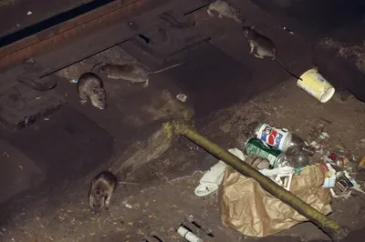 Нью-Йорк выделит 32 млн доллара на борьбу с крысами