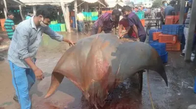 Огромного ската весом 800 килограммов поймали у берегов Индии