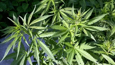 Более одной тонны марихуаны изъяло МВД РК с начала года