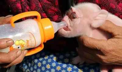 Ученые не могут понять, что за существо родила свиноматка в Китае