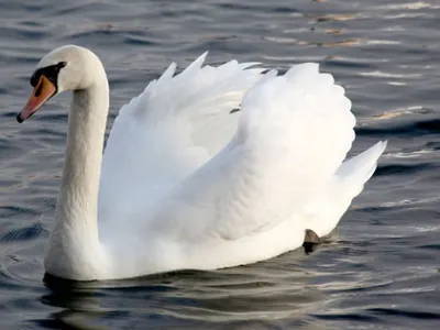 Мужчине грозит год тюрьмы за отстрел лебедя под Алматы