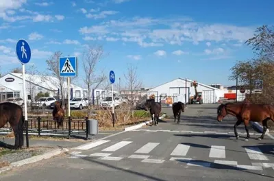 Табун лошадей забрали на штрафстоянку в Атырау