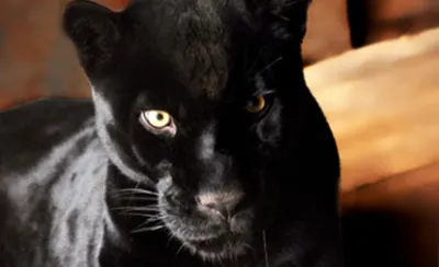 В Алматинский зоопарк привезли черного ягуара из Новосибирска