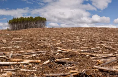Более 3 тысяч квадратных километров леса вырублено за 19 лет на Земле