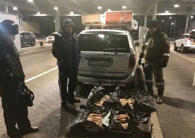 Крупную партию рогов сайги задержали на границе Казахстана