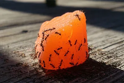 Ученые рассказали о пользе муравьев и пауков для человека