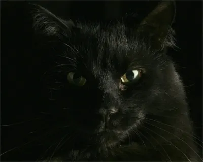 Дух умершего кота попал в объектив камеры наблюдения в Англии