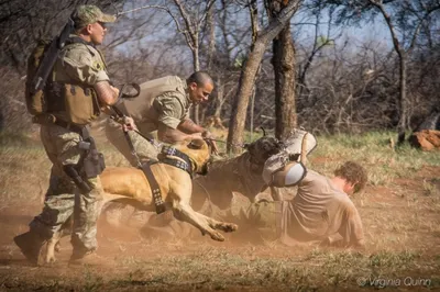 Всемирный фонд дикой природы обвинили в пытках и убийствах браконьеров