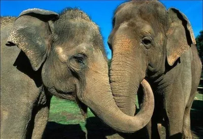 Разводить на Мангышлаке азиатских слонов предлагают экологи