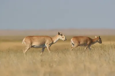 Число погибших в Акмолинской области сайгаков увеличилось до 73
